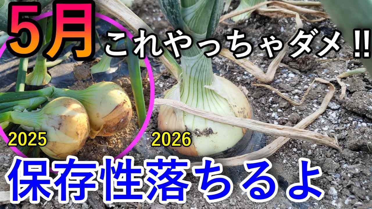 2026 5中旬）玉ねぎはこれを与えないで！保存性が劇的に落ちます｜べと