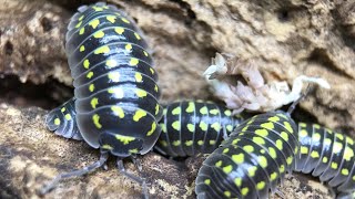 Armadillidium gestroi Isopod Care Guide