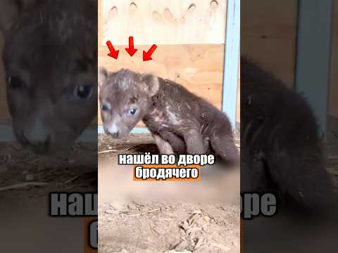 Нашел странного щенка 🤔🐕 #милыеживотные #животные