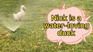 Duck — Our pet called Nick, Nick is a water-loving duck