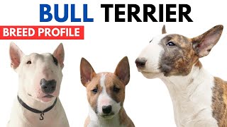 Bull Terrier Dog Breed Profile History  Price  Traits  Bull Terrier Dog Grooming Needs  Lifespan