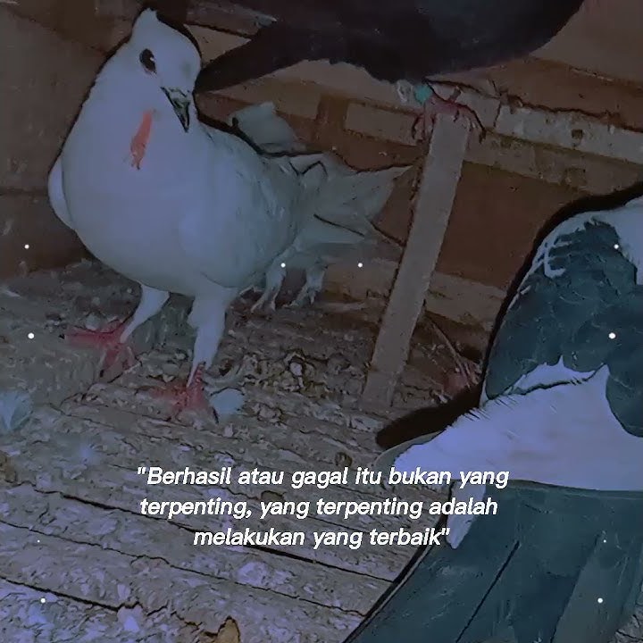 story wa burung merpati