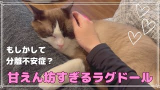 ラグドールが甘えん坊すぎるので分離不安症チェックをしてみました。 by オリオン ーKYOTO CAT LIFEー 12,133 views 1 year ago 10 minutes, 16 seconds