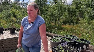 Disappointment in the Garden  Seedling Update  Gardening in Portugal