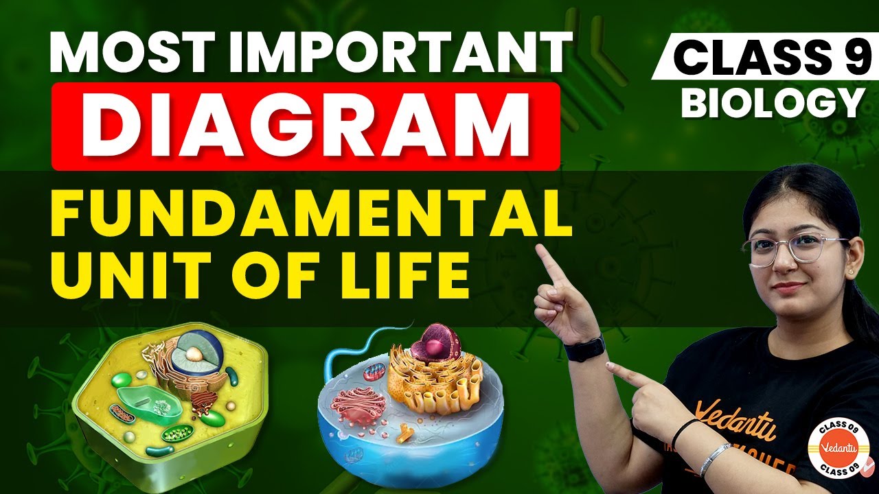 Biology diagram series most important diagram of fundamental unit of