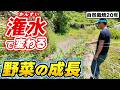 【自然栽培436】潅水の注意点!潅水次第で野菜の成長が大きく変わるよ!