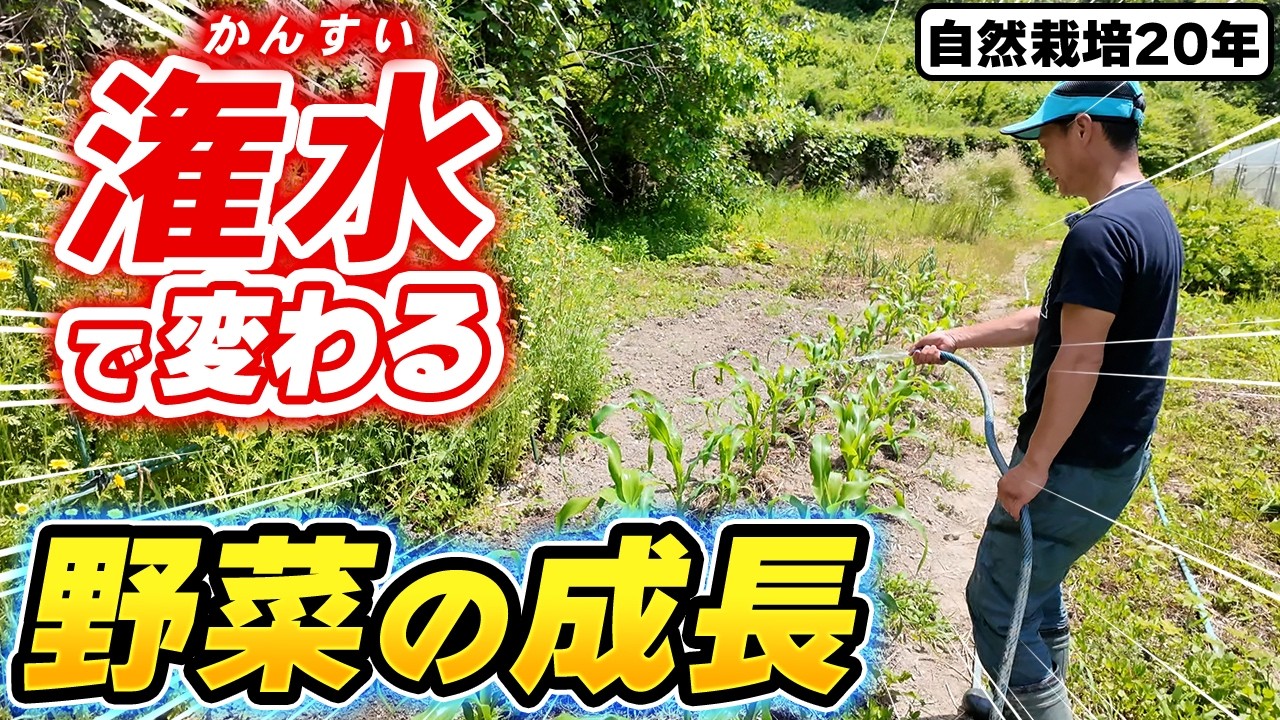 【自然栽培436】潅水の注意点!潅水次第で野菜の成長が大きく変わるよ!
