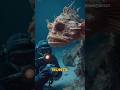 Ocean Predators Scarier Than Great White Sharks 😱🌊 #shorts