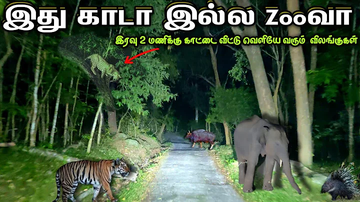 இது காடா இல்ல zooவா அடேங்கப்பா 😮😲 All wild animals in one place #forest #animals #mudumalai #travel thumbnail
