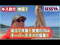 【キス釣り】神回!波口で炸裂!驚愕の20cmオーバー大ギスの猛襲!