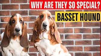 Pros and cons of Basset hounds.  Interview with a European breeder.