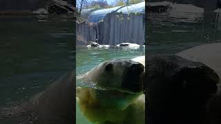 Polar Bear Closeby Swim - Vienna Zoo 🇦🇹
