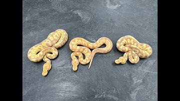 Evolution of a Banana Clown Ball Python project towards perfection (are we there yet?)