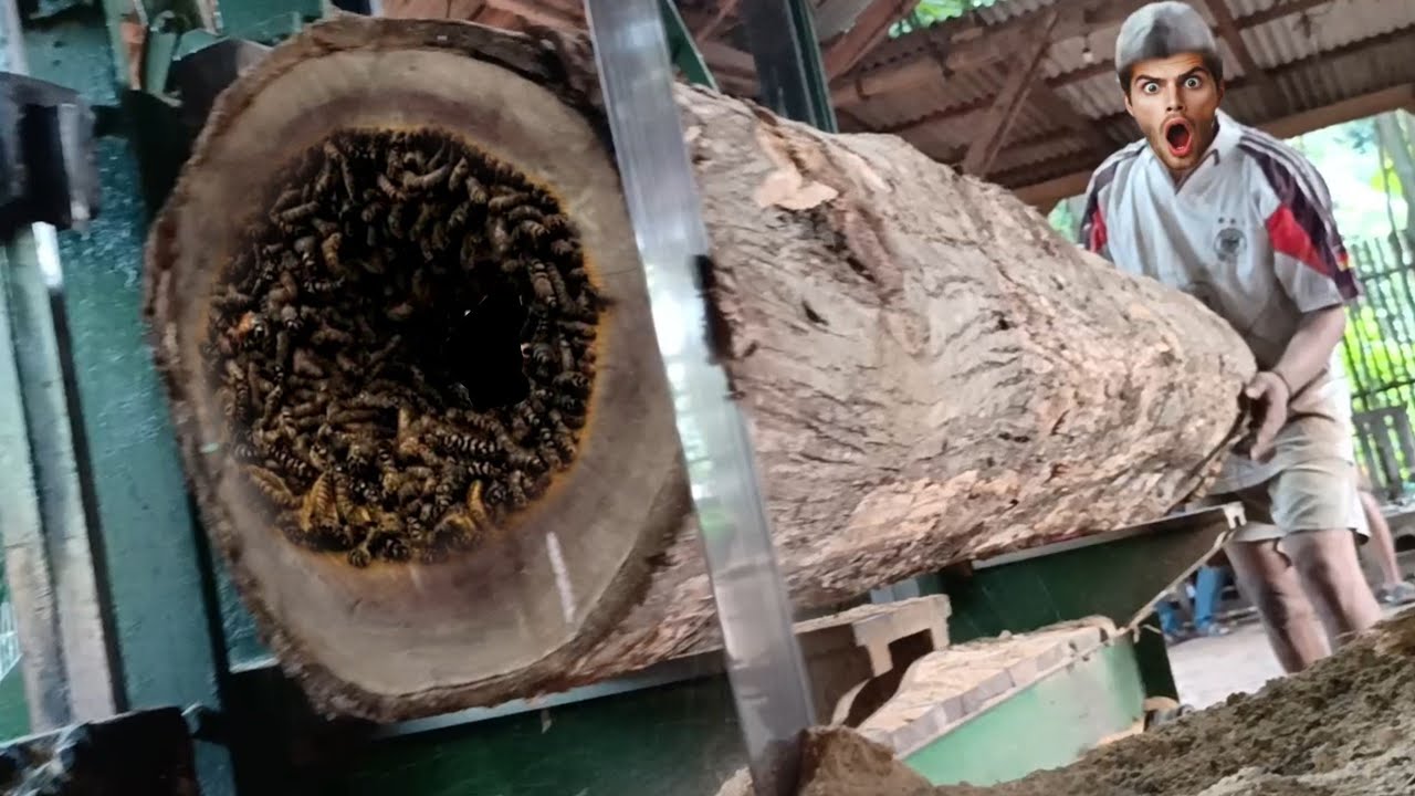 large teak wood sawing process at the sawmill for furniture materials ...