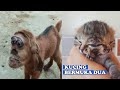 Viral, Seekor Kambing Lahir dengan Kepala Aneh dan Kucing Bermuka Dua