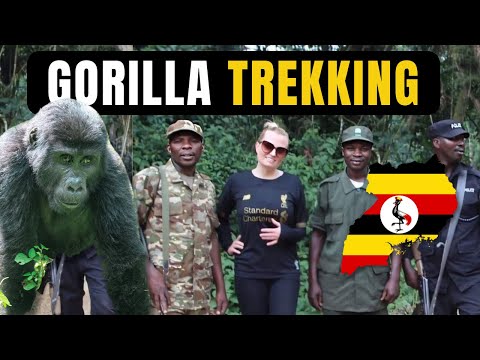 Gorilla Trekking in Uganda!  The Most Epic Travel Experience in Bwindi.