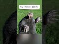 Animales extraños que no sabías que existía 🤯 #fypシ゚ #Asombros #viral #misterios