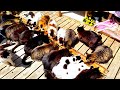 猫島で130匹の猫たちに癒される幸せな休日|宮城県田代島
