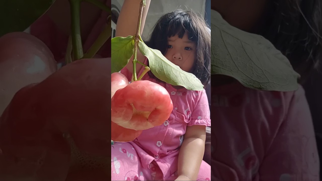 Petik jambu air, enak & segar 