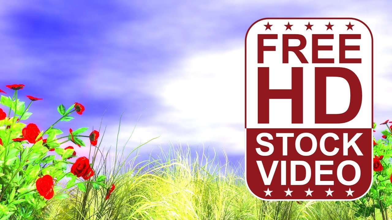 Free Stock Videos – 3D animated red roses and grass with ...