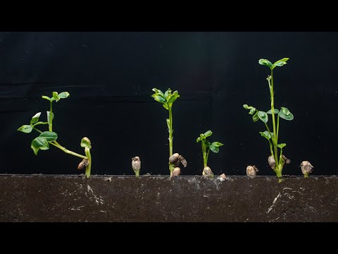 Growing Peanuts From Seed Time-lapse |  Day 1 - Day 16 Soil cross section  Planting peanut seedlings