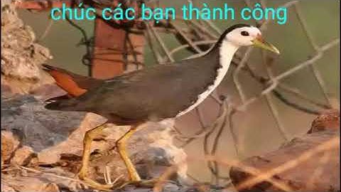 Tiếng chim quốc mồi mới nhất 2019 dành cho ae nào đặt thòng hay bẫy lưới .KHÔNG QUẢNG CÁO NHA AE