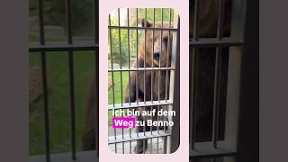 Zeit für Bärentraining #zootiere #zootier #animals #animalshorts #animaltrainer