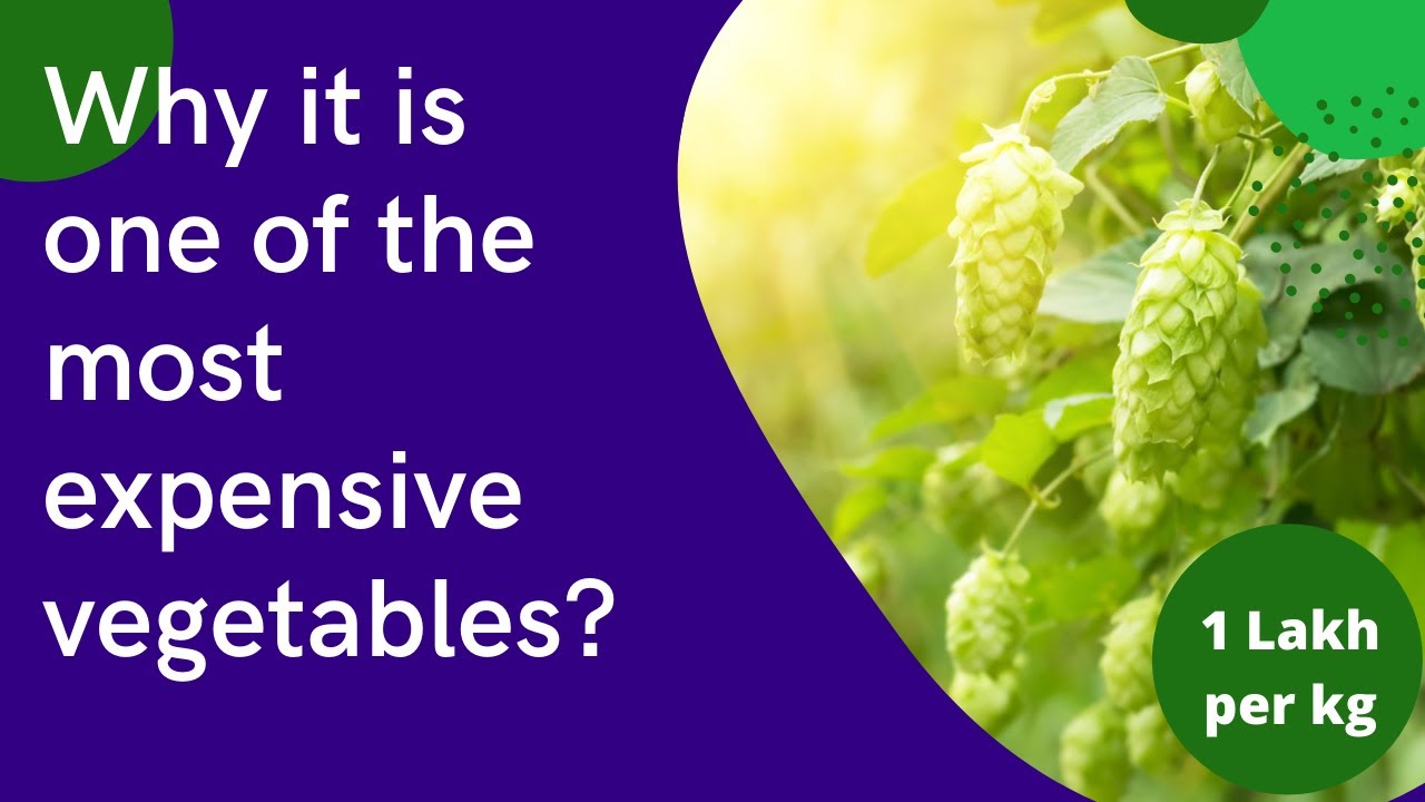 Hop Shoots Why It Is So Expensive Magical Powers Of Hop Shoots hop-shoots-why-it-is-so-expensive-magical-powers-of-hop-shoots