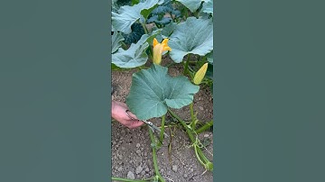 Pruning and harversting pumpkin #satisfying #asmr #agribros #gardening #garden #fruit #vegetables