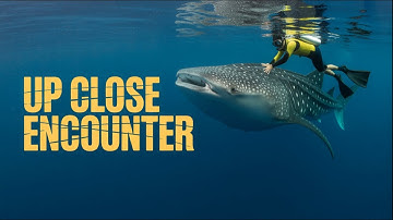 What Happens When You Swim with a GIANT Whale Shark? (360)