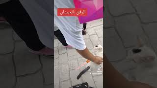 الرففالحيوانات القطط