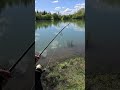 combat de fou à la carpe! #carpfishing #lapuissance #mama #carpe #pêche #combat #meme #funny