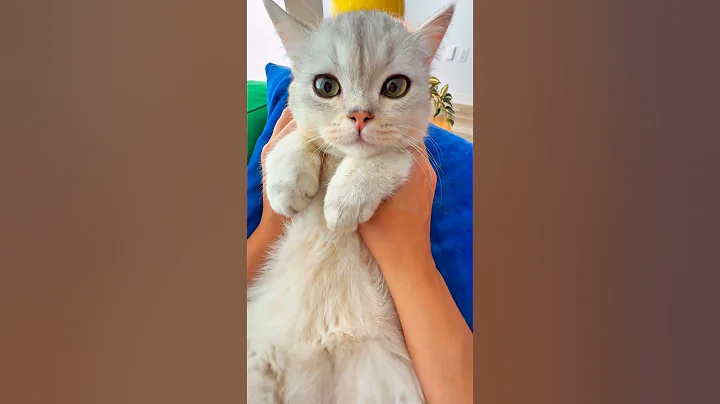 Video 11751441: royal british shorthair, cat dance