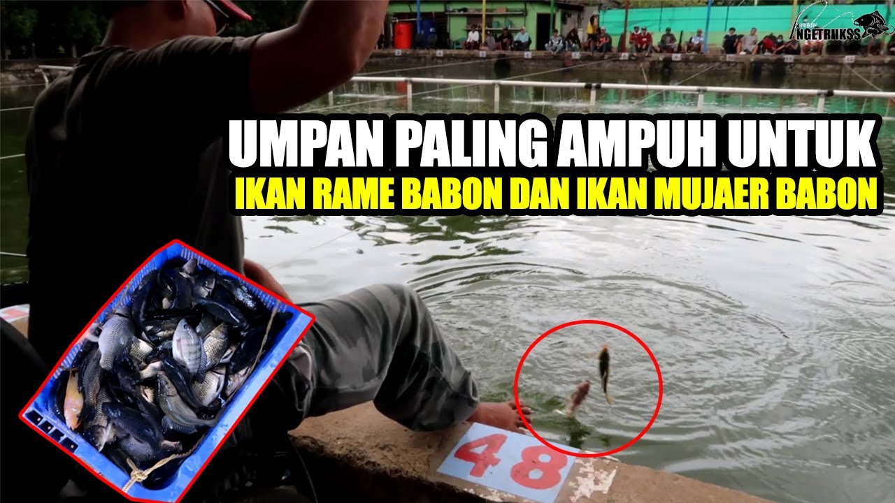 KEDI BARU KERJA 2 JAM UDAH PULANG‼️ IKAN RAME & MUJAER SEGEDE BABON DOYAN UMPANNYA‼️ PEMANCINGAN 74
