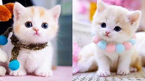 Video 1391601: cats compilation funny baby, baby cute compilation cat, baby cat dog, kitten funny dance, cats smiling dog, best funny kitten