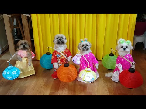 Bốn bé chó dể thương rước đèn Trung Thu 2021, cười đau ruột với CJ/Four cute dogs carry the...