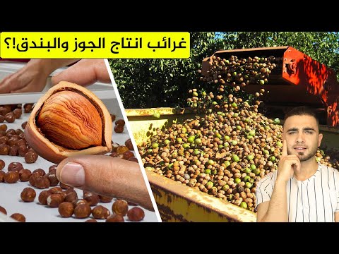 فيديو: حيث ينمو أكبر حبات الجوز في العالم