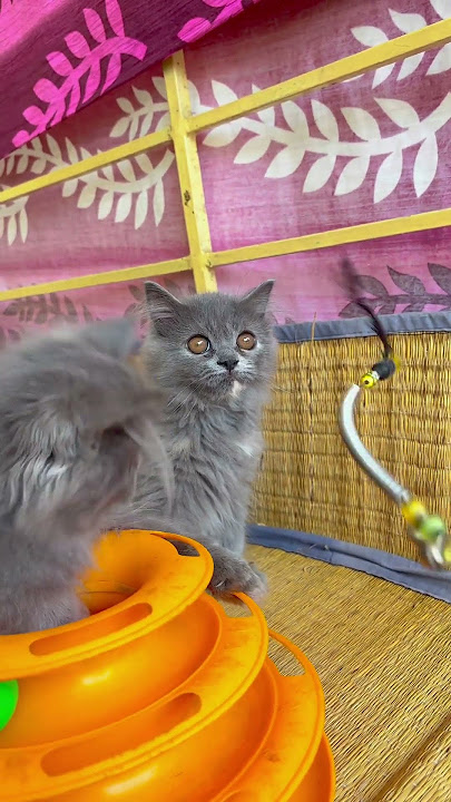 Call 9952826902 💗for buying cats