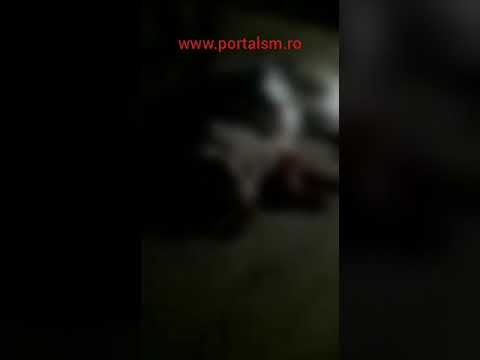 Câine de rasă lovit cu sapa până a ajuns în comă