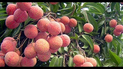 TVH - Bắc Giang: Vải sớm được mùa, giá cao