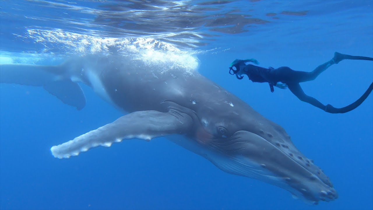 Swimming with humpback whales in French Polynesia