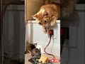 🐱 Orange Cat vs Mouse 🧀 | Funny Short Battle! 😂