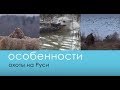 Весенняя охота в Белоруссии (Особенности охоты на Руси) - Беляков Хантинг