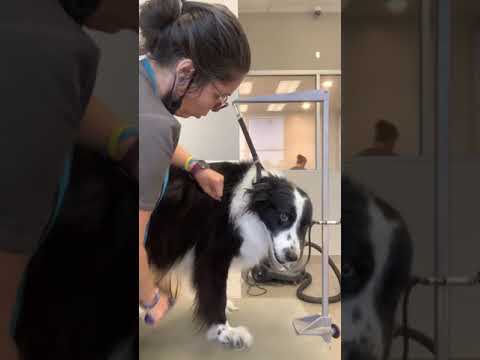 Video: Flätter border collie hår?