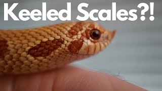 Keeled Scales!