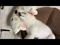 枕を差し込まれる前提なので、首が辛くても家族を信じ爆睡する柴犬