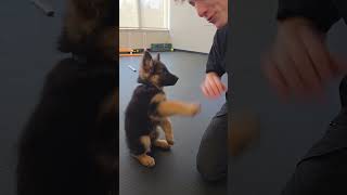 German Shepherd puppy training scene ❤️❤️❤️ #germanshepherd #germanshepherdpuppy #germanshepherddog