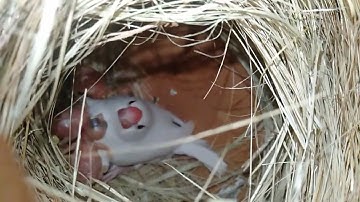 #White Jawa #Breeding season 2023 #eggs hi eggs #chicks hi chicks #Mashallah #trending#shorts #video