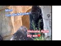 Gorilla reunited to mother after 23 years 🦋Paul Donn is back home and inherited Winston's legend 💕