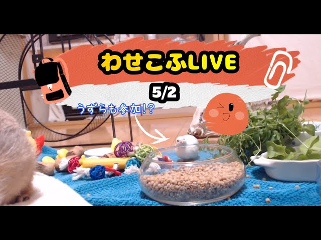 【リモートワーク妨害！？】わせこふLIVE9